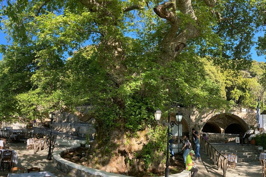 Krasi and its plane tree